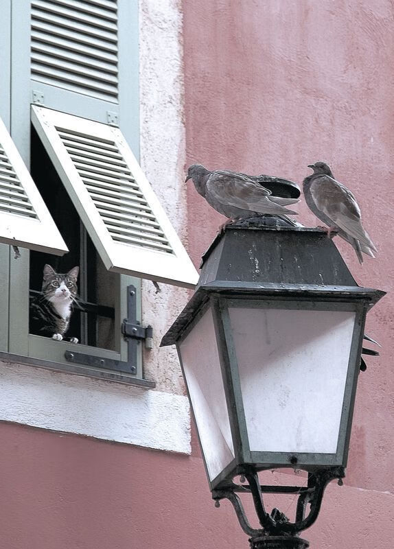 恩比德主宰比赛走向，黄蜂节奏掌控太阳，双线叙事下的篮球哲学